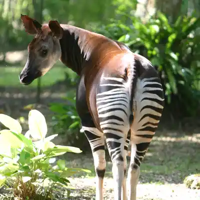 Tshopo : deux présumés trafiquants interpellés à Kisangani avec des peaux d’okapi et de léopard